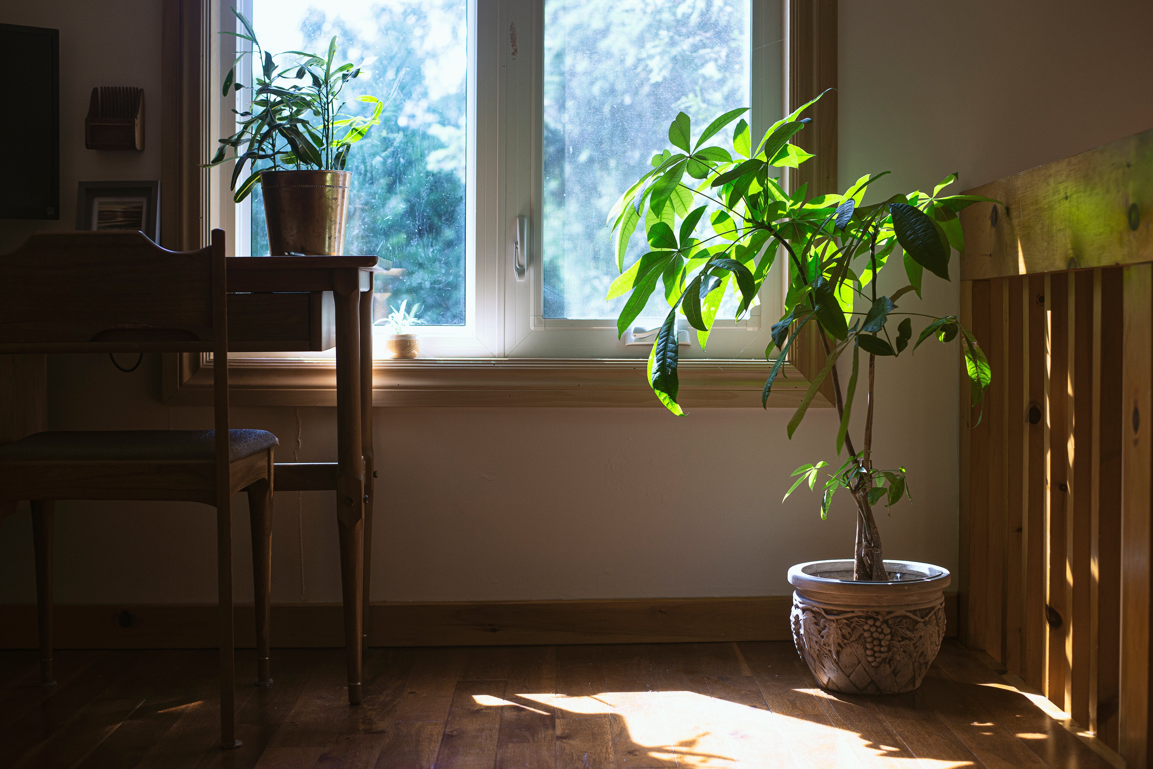Ireland's Premier Destination for Plants